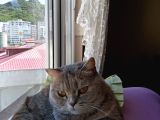 British Shorthair Dişi