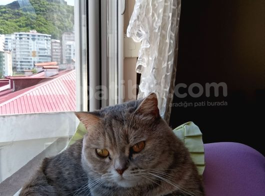 British Shorthair Dişi görsel
