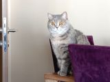 British Shorthair Dişi