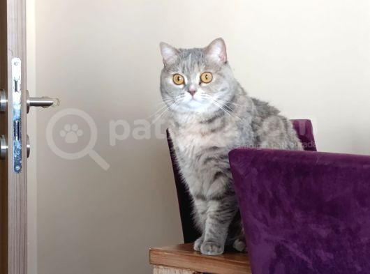 British Shorthair Dişi görsel