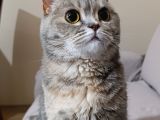 British Shorthair Dişi