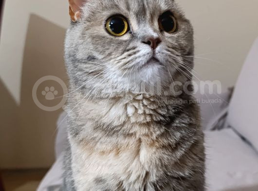 British Shorthair Dişi görsel