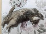 British Shorthair Dişi