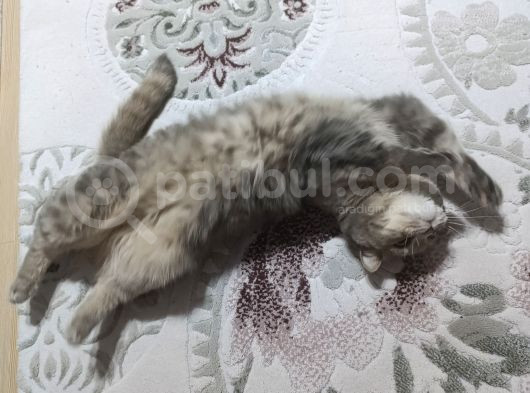 British Shorthair Dişi görsel