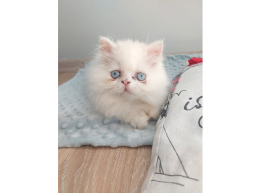 2 Aylık Dişi Ve Erkek Mavişler  görsel