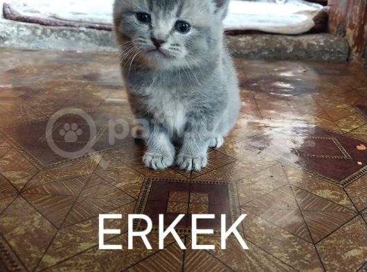 Scotishbritish Kediler görsel