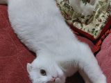 Beyaz Scottish Fold