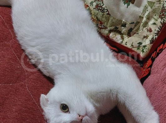 Beyaz Scottish Fold görsel