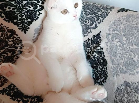 Beyaz Scottish Fold görsel