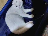 Beyaz Scottish Fold