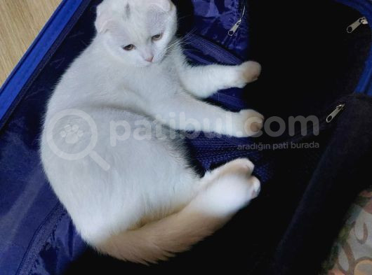 Beyaz Scottish Fold görsel