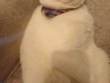 Beyaz Scottish Fold