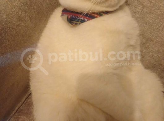 Beyaz Scottish Fold görsel