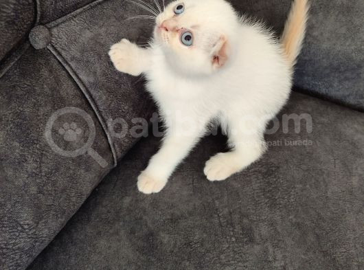 Sahi̇plen Di̇ri̇lmeye Hazir Mavi̇ Boncuk görsel