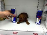 Coco Poodle Yavrularımız