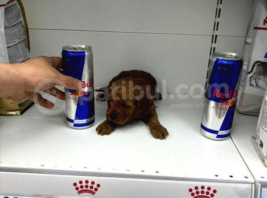 Coco Poodle Yavrularımız görsel