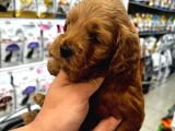 Coco Poodle Yavrularımız