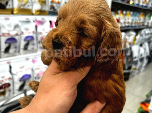 Coco Poodle Yavrularımız görsel