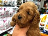 Coco Poodle Yavrularımız