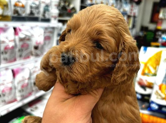 Coco Poodle Yavrularımız görsel