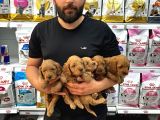 coco Poodle Yavrularımız