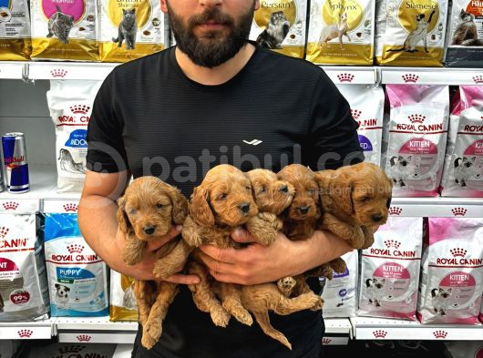 Coco Poodle Yavrularımız