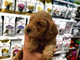 Coco Poodle Yavrularımız