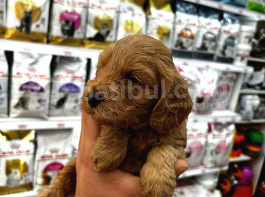 Coco Poodle Yavrularımız görsel