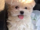 Mini boy puppy renkli sevimli KAR BEYAZ MALTESSE TERRİER 