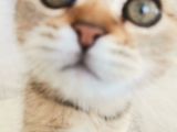 2 Bucuk Aylık Erkek Scottish Fold