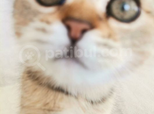 2 Bucuk Aylık Erkek Scottish Fold görsel