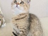 2 bucuk aylık erkek scottish fold