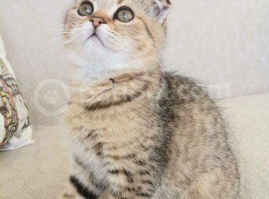 2 Bucuk Aylık Erkek Scottish Fold