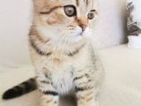 2 Bucuk Aylık Erkek Scottish Fold