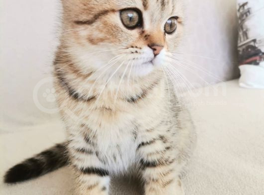 2 Bucuk Aylık Erkek Scottish Fold görsel