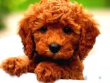 KIPKIRMIZI SAF KAN EVCİLBEBEKLER EV ÜRETİMİ TOOY POODLE YAVR