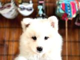 AYİ YAVRUSU SAMOYED A KALİTE IRK