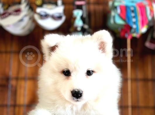 Ayi̇ Yavrusu Samoyed A Kali̇te Irk