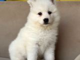 Ayi̇ Yavrusu Samoyed A Kali̇te Irk