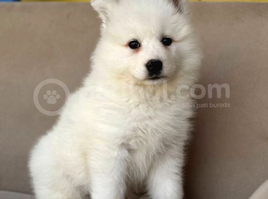 Ayi̇ Yavrusu Samoyed A Kali̇te Irk görsel