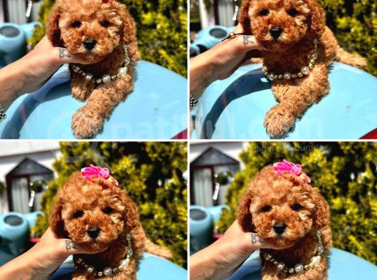 Pati Dostum Poodle görsel