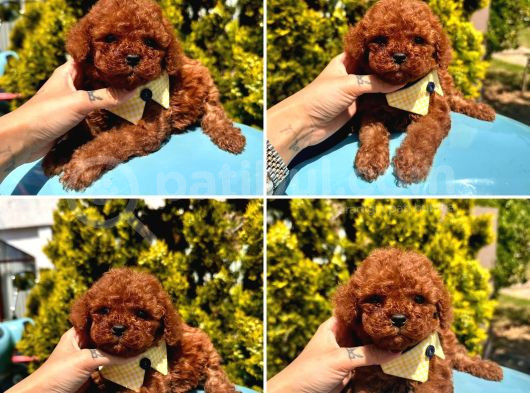 Pati Dostum Poodle