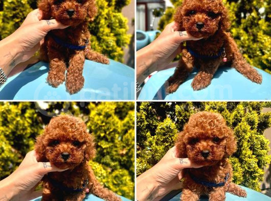 Pati Dostum Poodle görsel