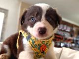 Dunyani̇n En Zeki̇ Irki Kizil Border Collie