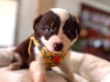 Dunyani̇n En Zeki̇ Irki Kizil Border Collie