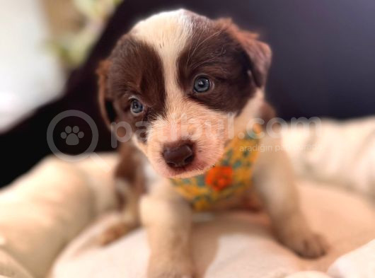 Dunyani̇n En Zeki̇ Irki Kizil Border Collie görsel