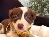 Dunyani̇n En Zeki̇ Irki Kizil Border Collie