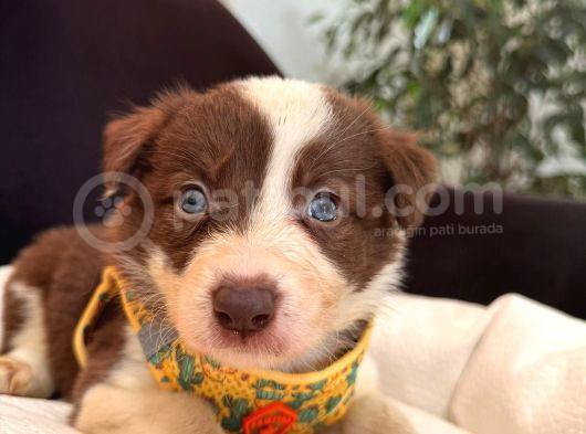 Dunyani̇n En Zeki̇ Irki Kizil Border Collie görsel