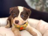Dunyani̇n En Zeki̇ Irki Kizil Border Collie