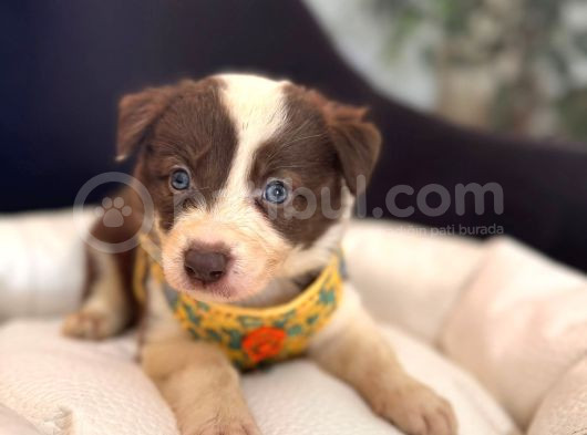 Dunyani̇n En Zeki̇ Irki Kizil Border Collie görsel